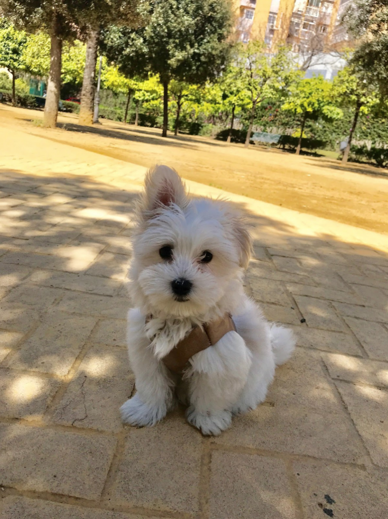 Bambú the Maltese dog in Seville Spain