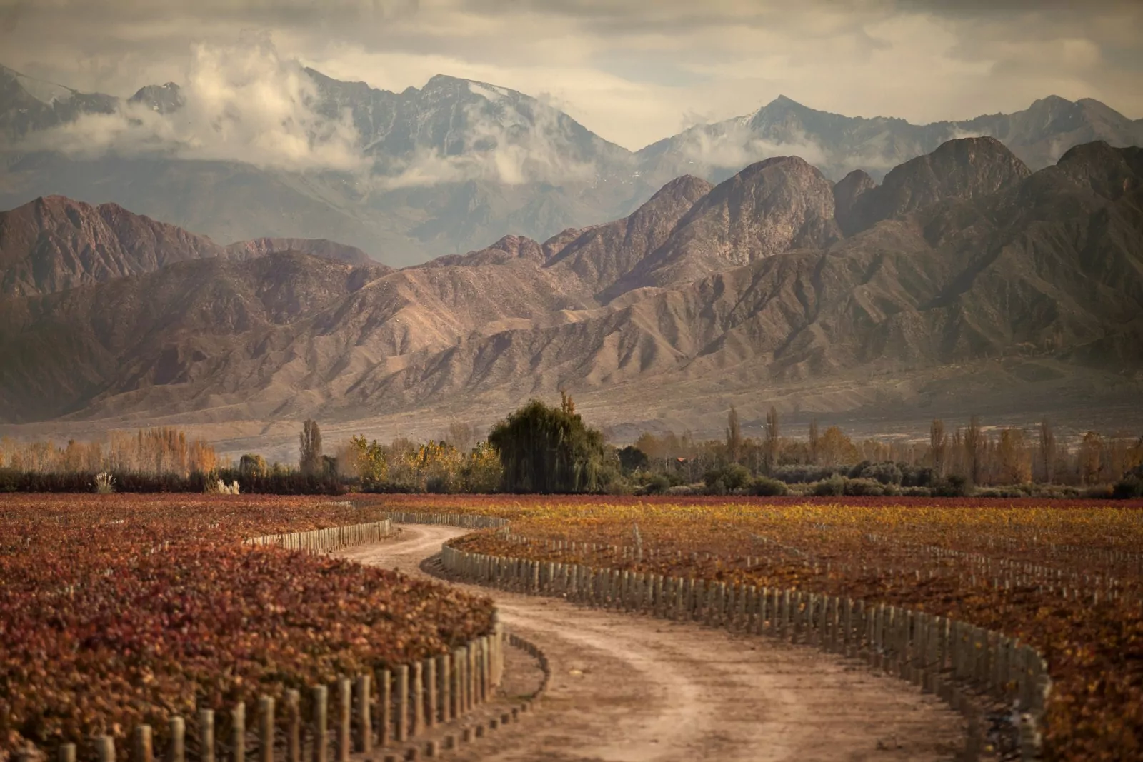 Experience Mendoza with API